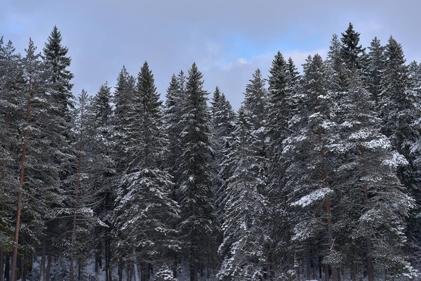 spruce tops covered with snow in winter - Foto, Imagen