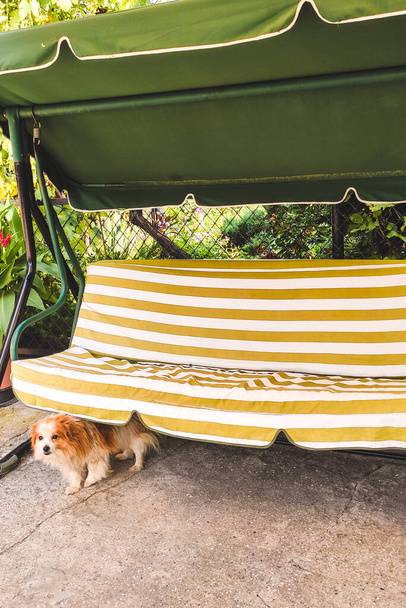 Garden yellow swing at their summer cottage, next to a dog. - Foto, afbeelding