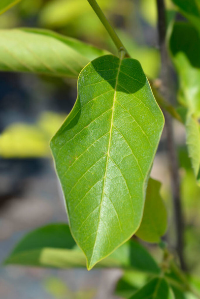 Magnolia Yulan leaves - Latin name - Magnolia denudata - Valokuva, kuva