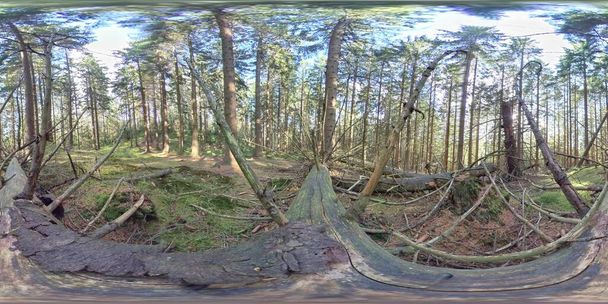 360 VR - lahoava hirsi, boreaalinen metsä, Skandinavia, mäntypuut - Valokuva, kuva