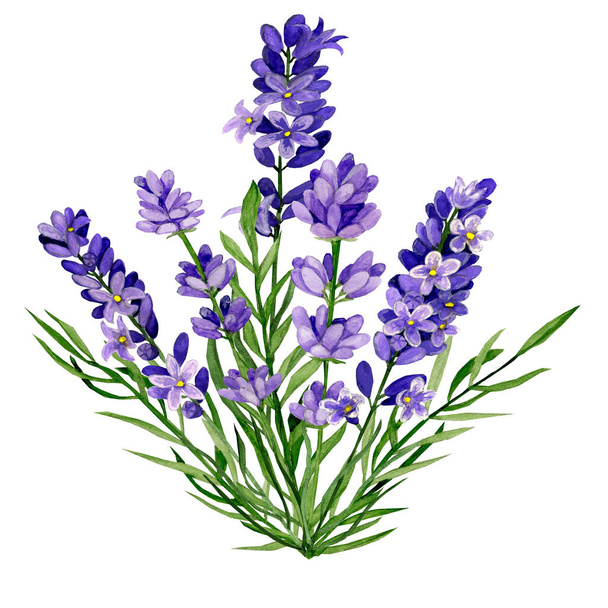 Watercolour hand drawn flowers. Lavender, blooming bush. - Valokuva, kuva