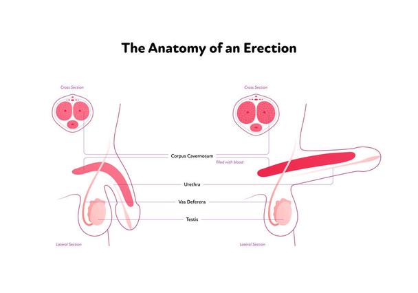 Human reproductive system anatomy inforgaphic chart. Vector flat healthcare illustration. Male erected penis with text. Side view. Lateral section. Design for biology, health care, urology - Διάνυσμα, εικόνα