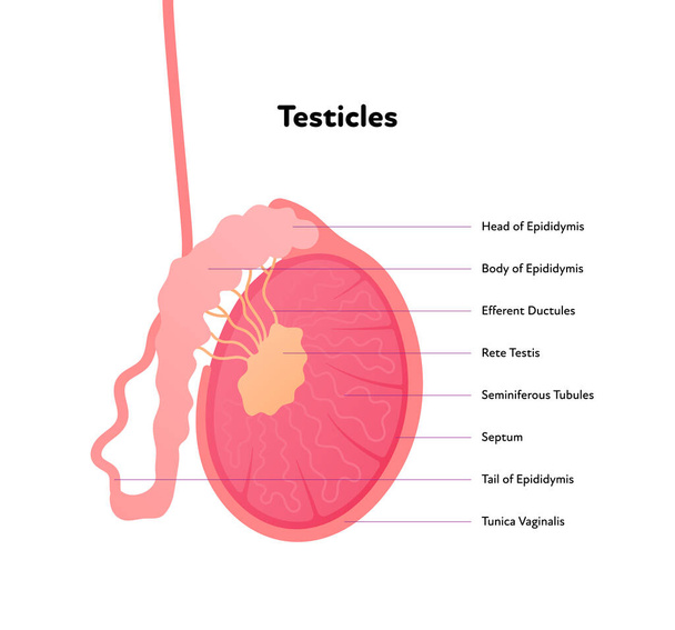 Anatomia do sistema reprodutor humano gráfico inforgáfico. Ilustração vetorial de saúde plana. testículos masculinos com diagrama de texto. Vista lateral. Design de biologia, cuidados de saúde, urologia - Vetor, Imagem