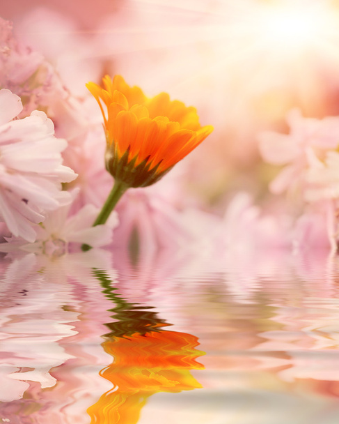 πορτοκαλί λουλούδι κατά ροζ λουλούδια - Φωτογραφία, εικόνα