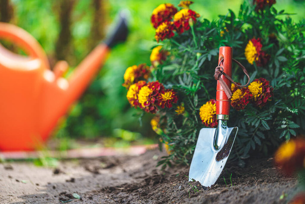 Gardener grows marigolds in home garden. Gardening and floriculture - Foto, Bild