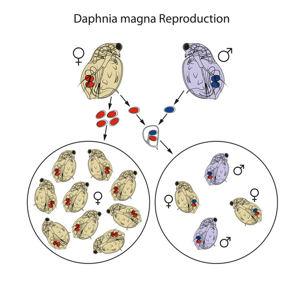 Daphnia χρησιμοποιούν μια συνδυασμένη στρατηγική της ασεξουαλικής και σεξουαλικής αναπαραγωγής κατά τη διάρκεια του κύκλου ζωής τους - Φωτογραφία, εικόνα