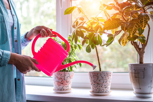 Woman watering home plants using a watering can. Flowers care  - Фото, изображение