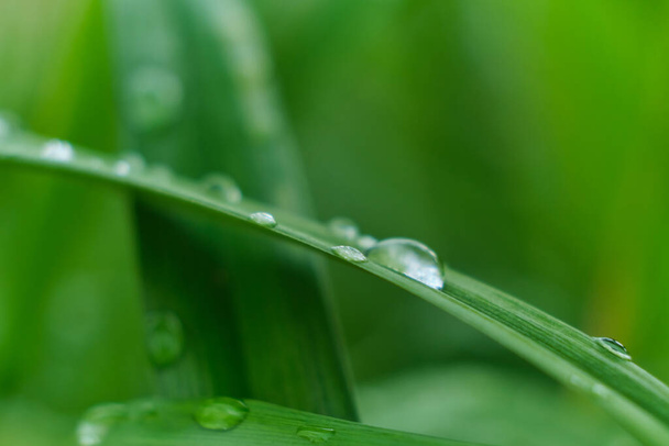 hierba con gotas de lluvia macro. hojas verdes frescas. rocío de la mañana, después de la lluvia, el sol brilla en las hojas. - Foto, imagen