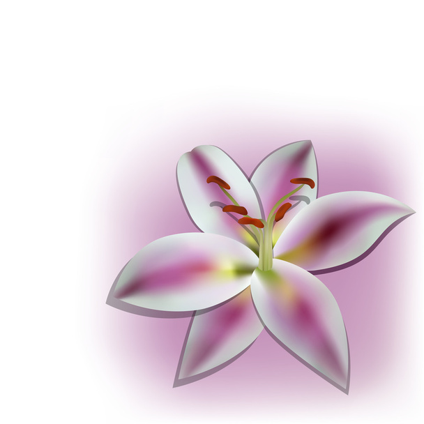 Vector picture with realistic lilia - Vettoriali, immagini