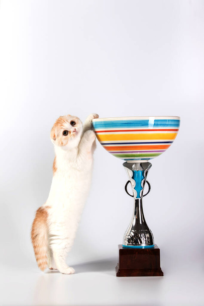 Καθαρόαιμο γατάκι Βρετανικής γάτας κοντά σε ένα πανέμορφο κύπελλο. Στέκεται στα πίσω πόδια του, μπροστά πόδια τραβώντας το κύπελλο. Γάτα έννοια αναπαραγωγής, γάτα δείχνουν, χαριτωμένα ζώα. - Φωτογραφία, εικόνα