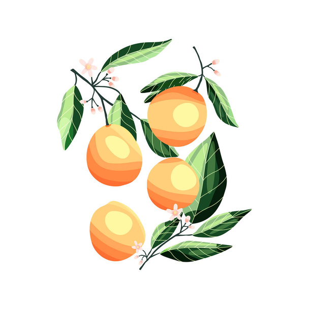Pfirsiche und Aprikosen auf Ästen. Vereinzelte tropische Sommerfrucht, auf weißer, abstrakter, farbenfroher, handgezeichneter Illustration.  - Vektor, Bild