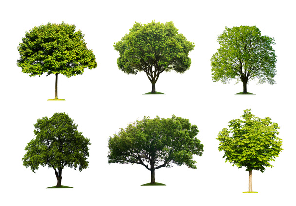 Collecte d'arbres d'été isolés
 - Photo, image