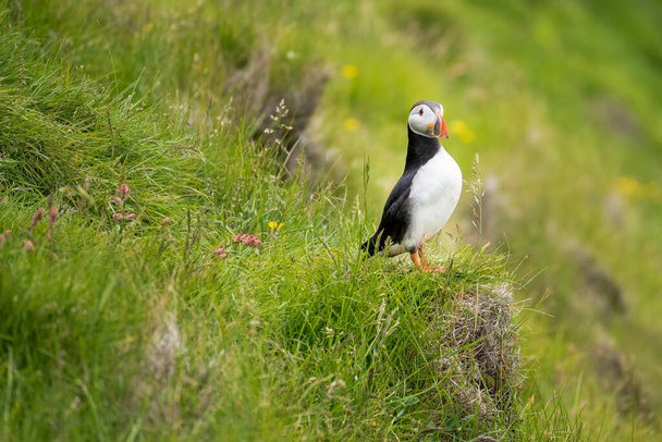 Close up of an atlantic puffin on a grassy cliff. Westman Islands, Iceland - Fotoğraf, Görsel