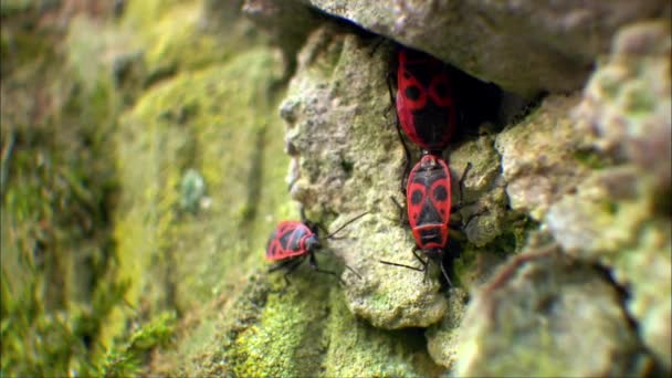 The soldier bug or wingless redbug, Cossack, forest bug, garden bug is an insect of the redbug family. The soldier bug, one of the first to come out after hibernation, is why it is called a harbinger of warmth. - Footage, Video