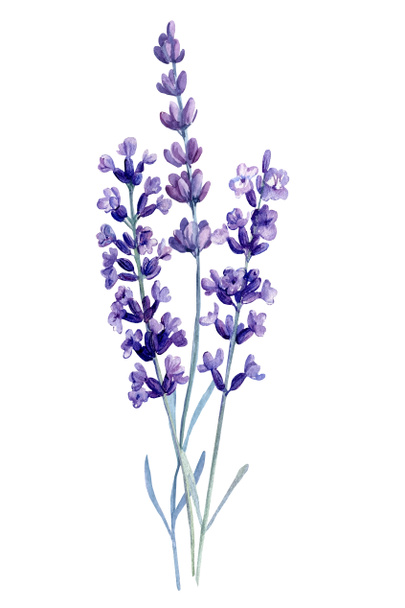  Aquarell Lavendelblüten, isolierter weißer Hintergrund - Foto, Bild