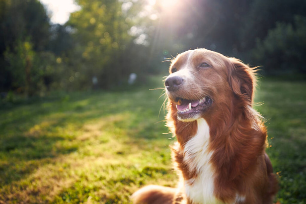 田舎の幸せな犬の肖像画。ノバスコシアダックは日没時に牧草地で取得します - 写真・画像