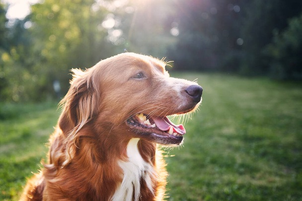 Portrait of happy dog in the countryside. Nova Scotia Duck Tolling Retriever on meadow at sunset - Foto, Imagem