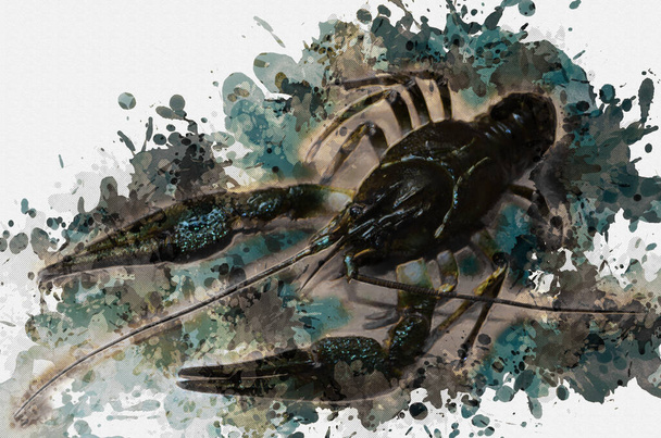 Pintura aquarela digital lagostim rio verde. Uma espécie é de um artrópode de dez patas comum em todas as massas de água doce da Europa. Arte Moderna - Foto, Imagem