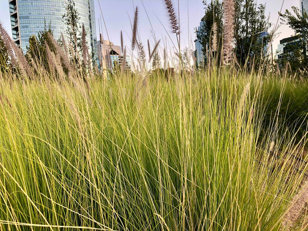 Texas Green Grass (Pennisetum setaceum) in landscaped area of Santiago, Chile - Photo, Image