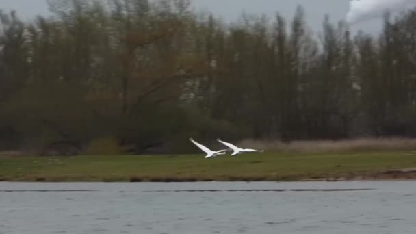 Zpomalený pohyb labutí letících nad vodou a kolem stromů, 50 fps - Záběry, video