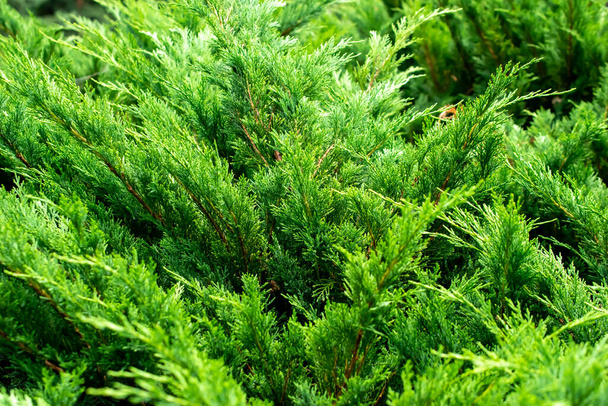 зеленые ветви можжевельника с видимыми деталями. фон или текстура - Фото, изображение