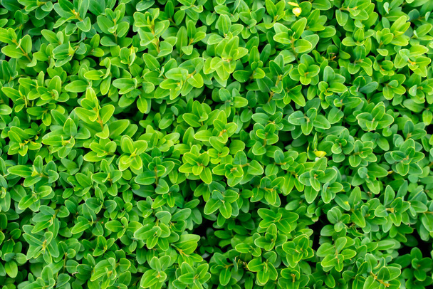 Yeşil boxwood dalları ve görünür detaylar. arkaplan veya doku - Fotoğraf, Görsel