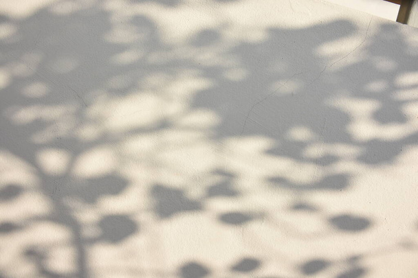 shadow background of sun shining through wood - Photo, Image