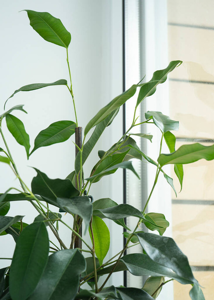 Genç figuus benjamin kıvırcık saksı bitkisi. Beyaz iç taraftaki pencerenin yanında. Ev tasarımı, iç tasarım ve dekorasyon - Fotoğraf, Görsel