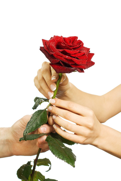 Red beautiful rose in female and man's hands - Φωτογραφία, εικόνα