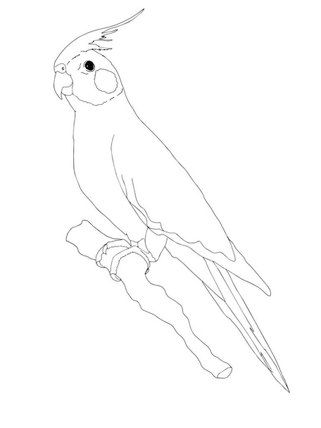 Caricature, illustration de perroquet africain.Coloriage. - Photo, image