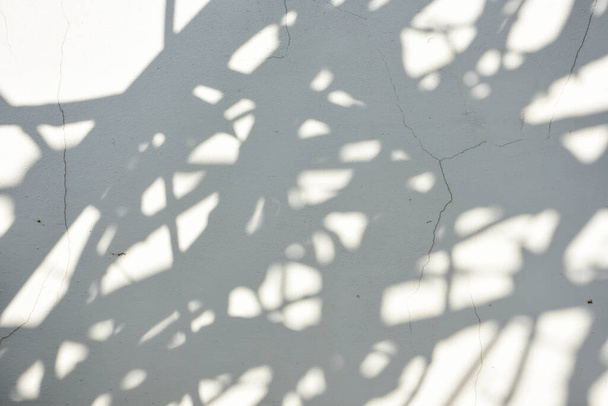 shadow background of sun shining through wood - 写真・画像
