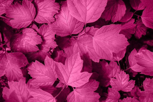 Rosa Farbe Magenta hinterlässt Hintergrundstruktur - Foto, Bild