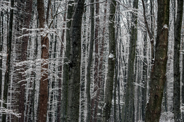 Kekesteto, Magyarország - Havas Mátrai erdő havazás közben egy hideg téli napon - Fotó, kép