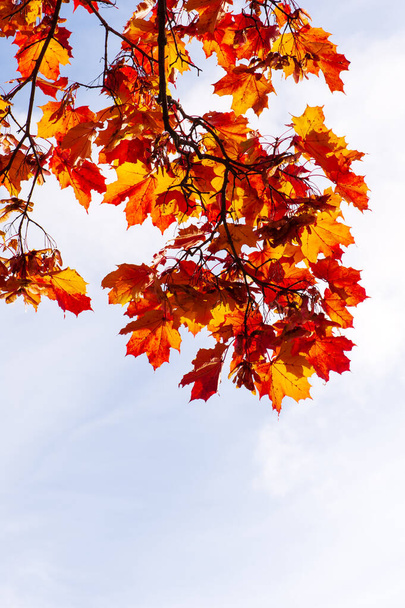 Ahorn (Acer platanoides) in Herbstfarben, Himmelshintergrund. - Foto, Bild