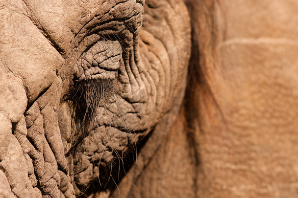 Elephant eye close up - Фото, зображення