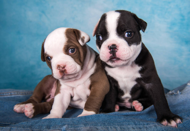 Two funny American Bullies puppies chocolate brown and black color on blue jeans background - Photo, Image