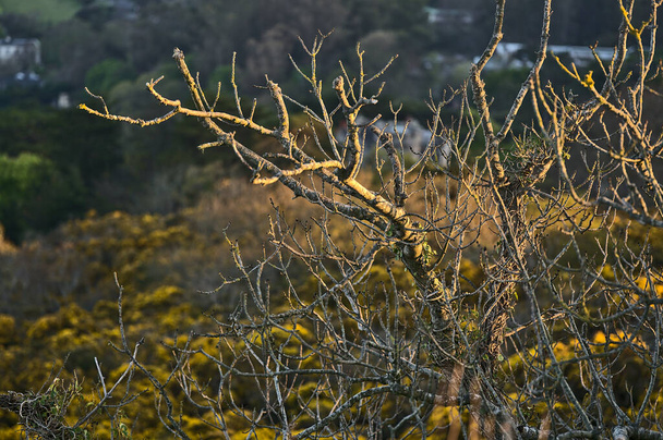 Beautiful closeup evening view of old dry tree branches and yellow gorse (Ulex) wild flowers growing everywhere in Ireland all the year round, Killiney Hill, Dublin, Ireland. Soft and selective focus - Photo, Image