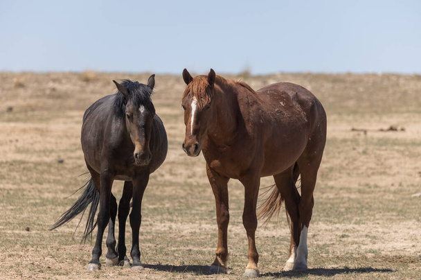 un troupeau de chevaux sauvages au printemps dans le désert de l'Utah - Photo, image
