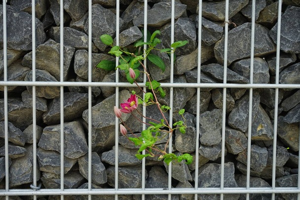 Czerwone połówki owijają się wokół ogrodzenia z metalu i kamieni. Clematis - rodzaj roślin z rodziny jaskrowatych (Ranunculaceae). Berlin, Niemcy  - Zdjęcie, obraz