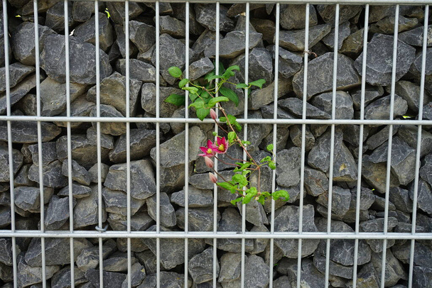 Les clématites rouges s'enroulent autour d'une clôture en métal et pierres. Clematis est un genre d'amphibiens de la famille des Ranunculaceae. Berlin, Allemagne  - Photo, image