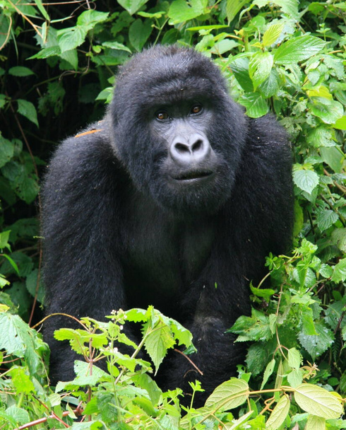 Retrato de primer plano del adulto en peligro de extinción Silverback Mountain Gorilla (Gorilla beringei beringei) mirando a la cámara Parque Nacional de los Volcanes, Ruanda. - Foto, imagen
