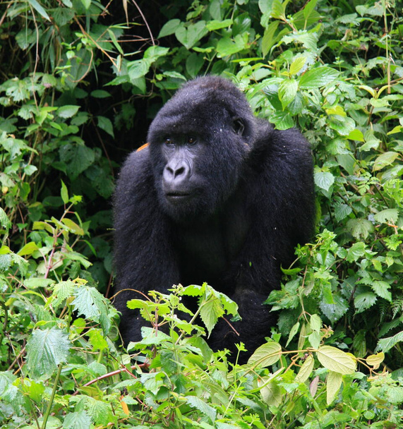 Portrait rapproché d'un Gorille des montagnes Silverback (Gorilla beringei beringei) adulte en voie de disparition se reposant dans le parc national des volcans de bambou, Rwanda. - Photo, image