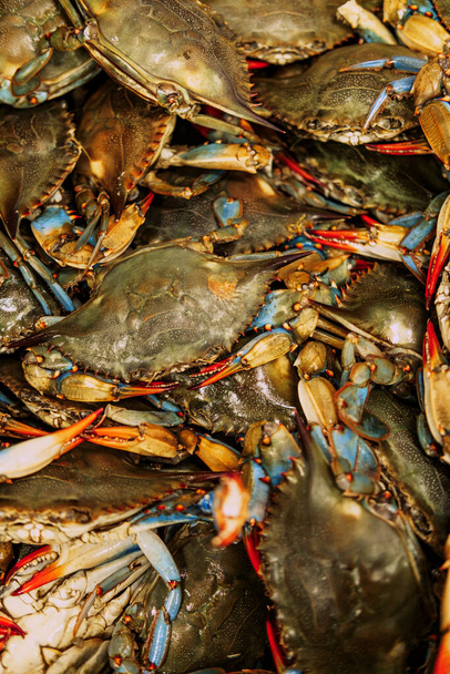 Lebende Chesapeake Bay Blue Shell Krabben auf dem lokalen Fischmarkt - Foto, Bild