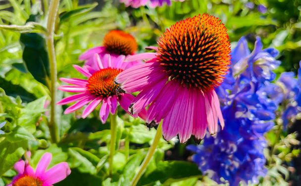Echinacea Purpurea flower commonly known as coneflower. Flower bed of medicinal plants in garden. - Photo, Image