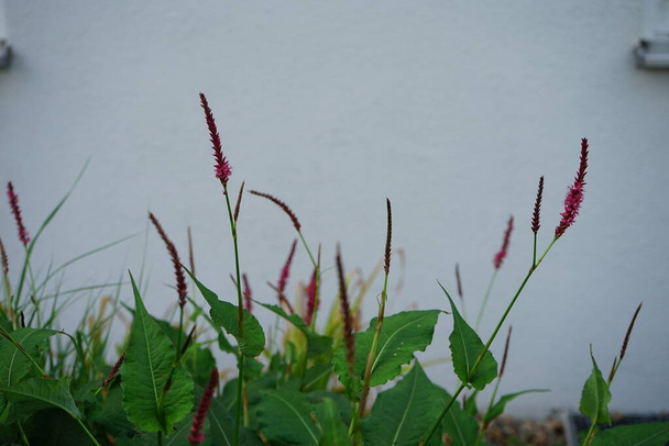 Bistorta amplexicaulis, synonym Persicaria amplexicaulis, the red bistort or mountain fleece, is a species of flowering plant in the buckwheat family. Berlin, Germany - Photo, Image