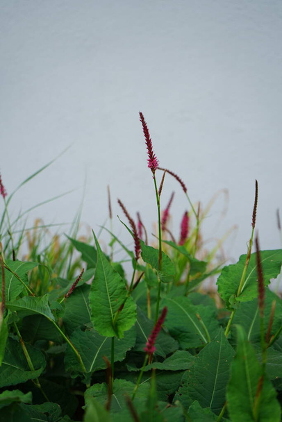 Bistorta amplexicaulis, синоним Persicaria amplexicaulis, красного бисторта или горного флиса, является разновидностью цветущего растения в семействе гречихи. Берлин, Германия - Фото, изображение