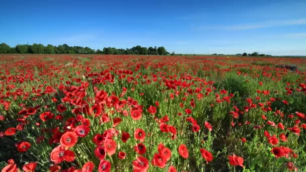 eautiful day over red poppies field - Πλάνα, βίντεο
