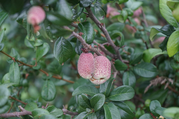 Fruits de Chaenomeles speciosa "Friesdorfer Typ 205" en juillet. Chaenomeles speciosa, le coing à fleurs, le coing chinois ou coing japonais, est un arbuste épineux à feuilles caduques ou semi-persistantes. Berlin, Allemagne - Photo, image
