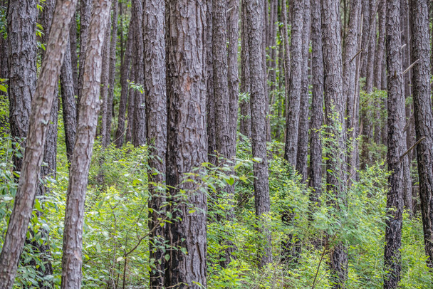 Vista de cerca de un bosque de pinos de crecimiento antiguo densamente arbolado con arbustos y otras plantas que rodean fondos y texturas - Foto, Imagen