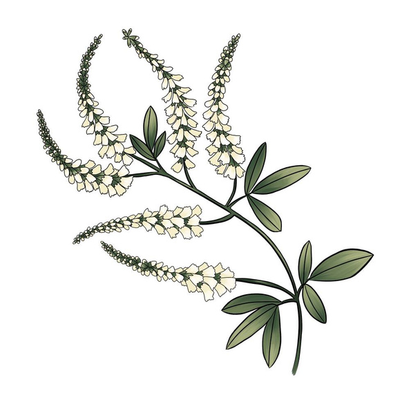 illustration of meadow flower sweet clover - Foto, imagen